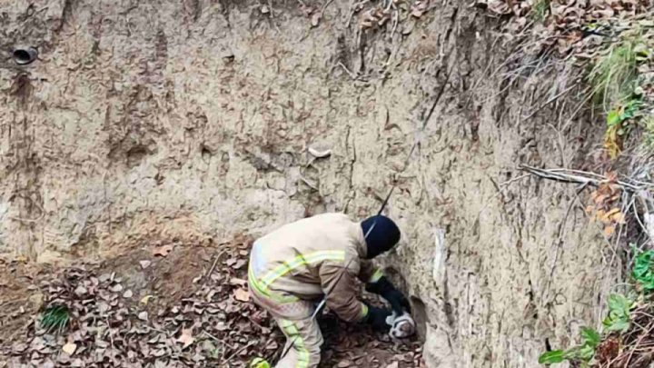 Misiune neobișnuită în zorii zilei. Salvatorii din Capitală au recuperat un animal căzut într-o groapă de 3 metri