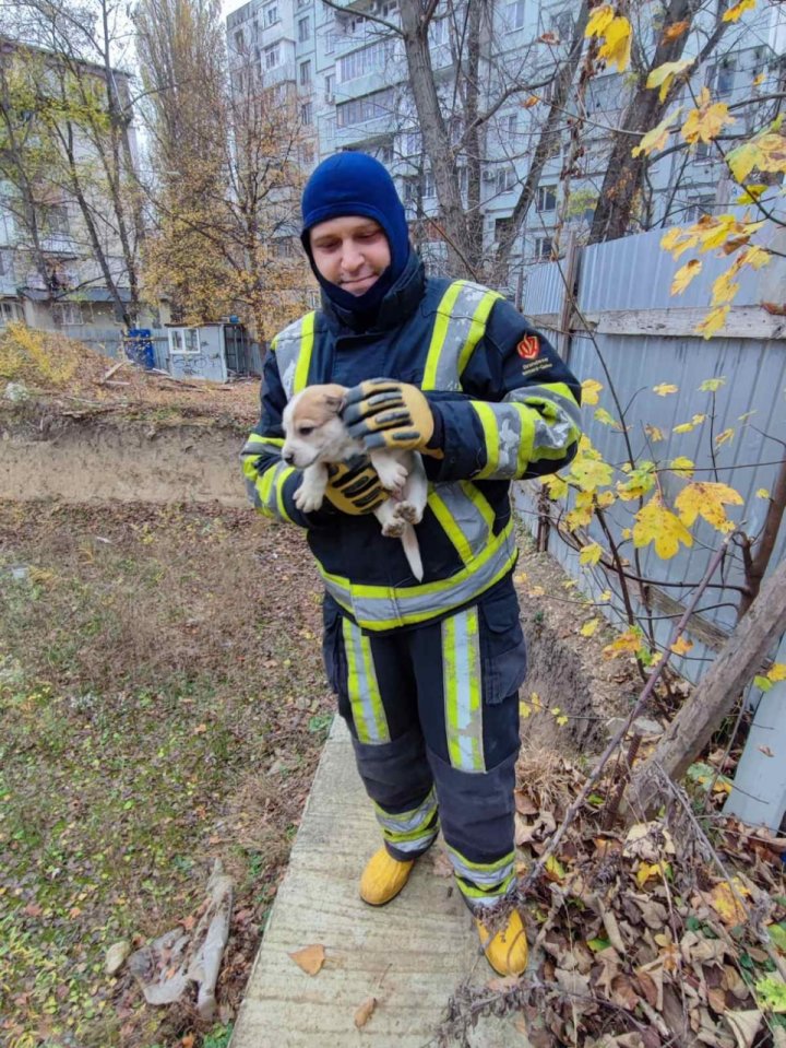 Misiune neobișnuită în zorii zilei. Salvatorii din Capitală au recuperat un animal căzut într-o groapă de 3 metri