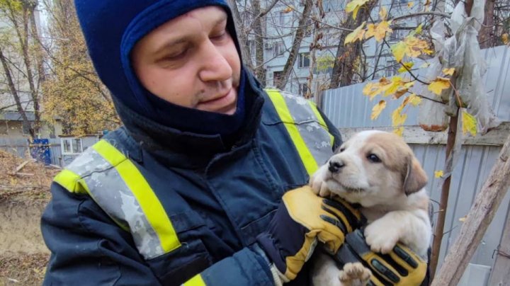 Misiune neobișnuită în zorii zilei. Salvatorii din Capitală au recuperat un animal căzut într-o groapă de 3 metri