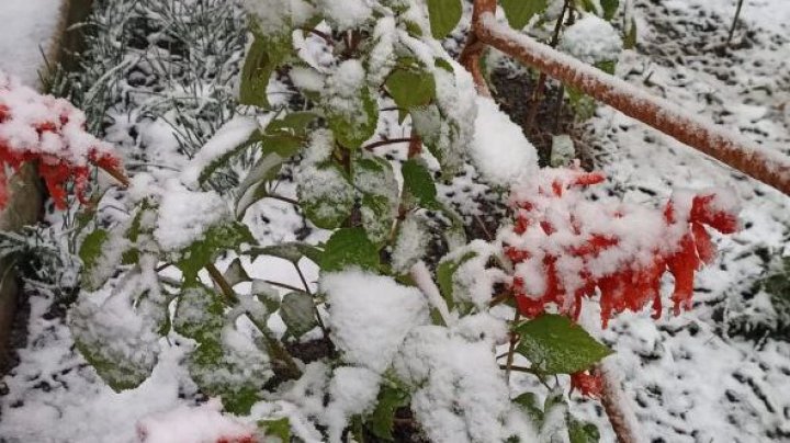 NINGE în nordul țării. Imagini de poveste, cu PRIMII FULGI (FOTO/VIDEO)