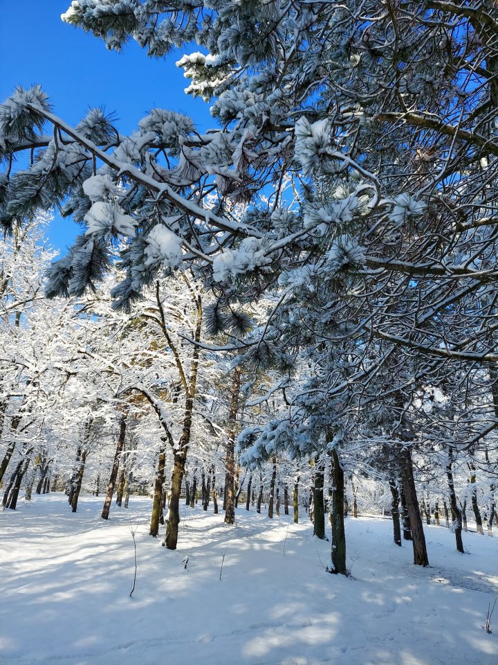 Atât de frumos, atât de magic! A NINS ca în poveste în nordul țării (FOTO)