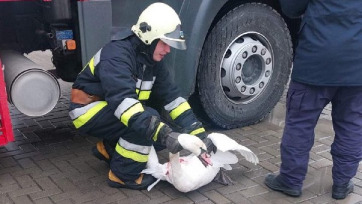 Misiune de salvare neordinară: O lebădă a fost scoasă de pompieri dintr-un canal de evacuare a apei (FOTO)