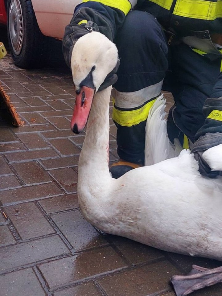 Misiune de salvare neordinară: O lebădă a fost scoasă de pompieri dintr-un canal de evacuare a apei (FOTO)