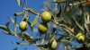 O bacterie contagioasă omoară măslinii din sudul Italiei: Este un dezastru ecologic. Cum ar putea fi salvați copacii
