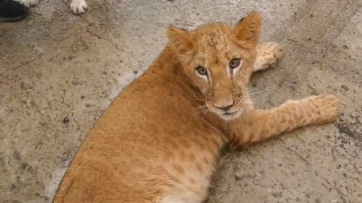 Baghira, puiul de leu devenit celebru pe internet, rămâne în grija agricultorului din Căuşeni. Grădina Zoologică a refuzat să îl adăpostească