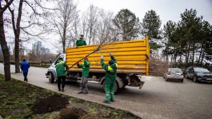 Arbori, în apropierea arterelor de circulație. În Capitală continuă campania de plantare a plantare a puieților