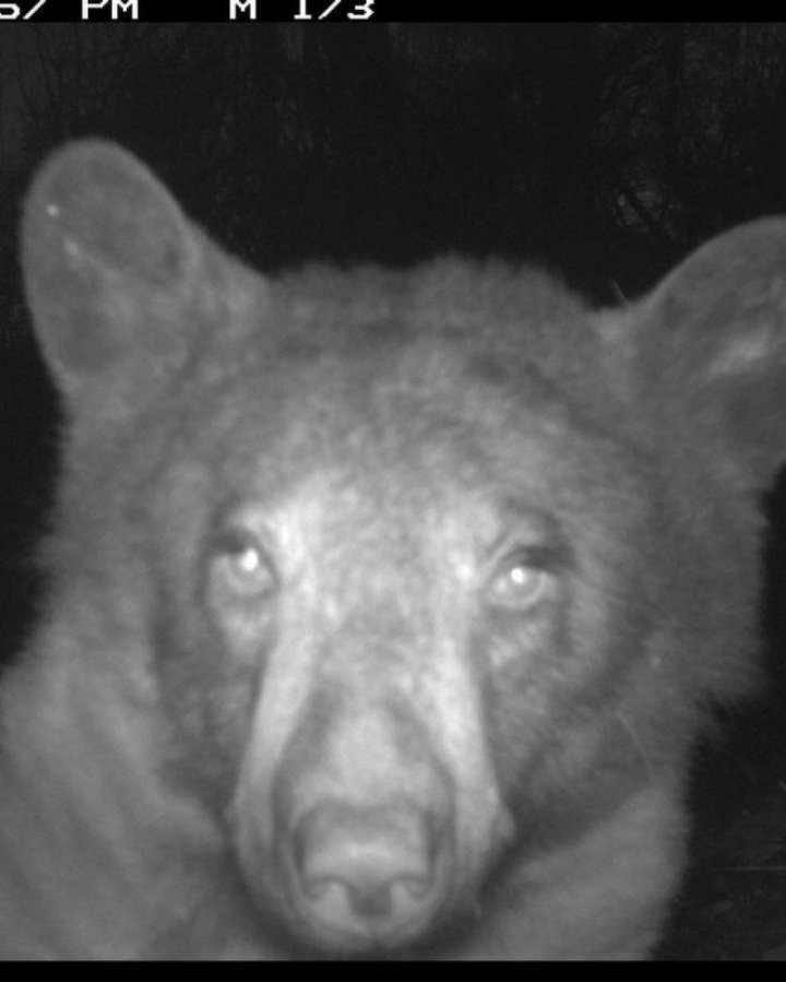 HAIOS! Un urs care a găsit o cameră de supraveghere în pădure şi-a făcut 400 de selfie-uri (FOTO)