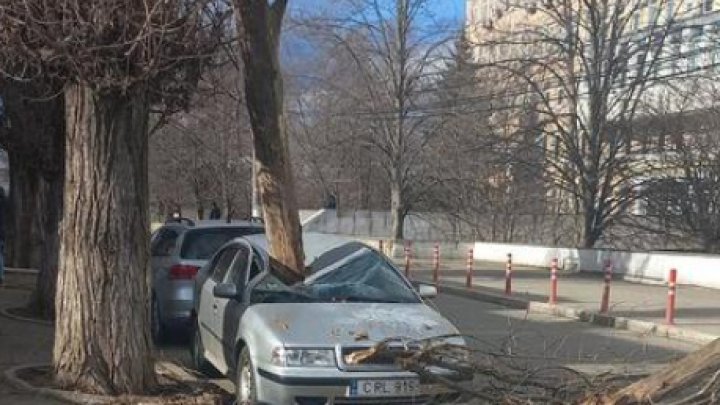 Vântul puternic face ravagii în Capitală. O creangă imensă a căzut peste un automobil