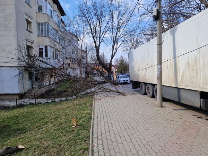 Un copac din Vaslui, doborât de un TIR din Republica Moldova. Rețeaua electrică a cartierului și două apartamente, avariate (FOTO)