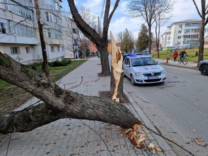 Un copac din Vaslui, doborât de un TIR din Republica Moldova. Rețeaua electrică a cartierului și două apartamente, avariate (FOTO)