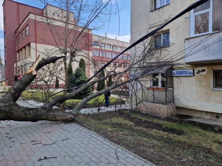 Un copac din Vaslui, doborât de un TIR din Republica Moldova. Rețeaua electrică a cartierului și două apartamente, avariate (FOTO)