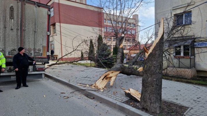 Un copac din Vaslui, doborât de un TIR din Republica Moldova. Rețeaua electrică a cartierului și două apartamente, avariate (FOTO)