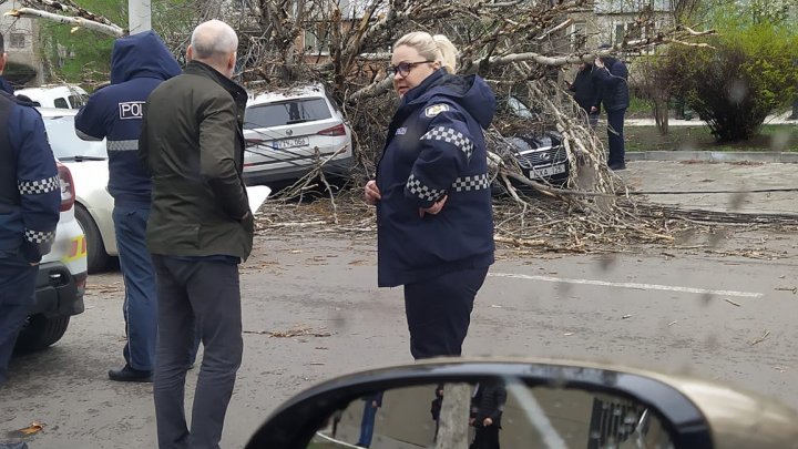 (VIDEO/FOTO) Vântul puternic face RAVAGII în Capitală: copaci doborâţi, maşini avariate şi acoperişuri smulse. APELUL Primăriei Chișinău