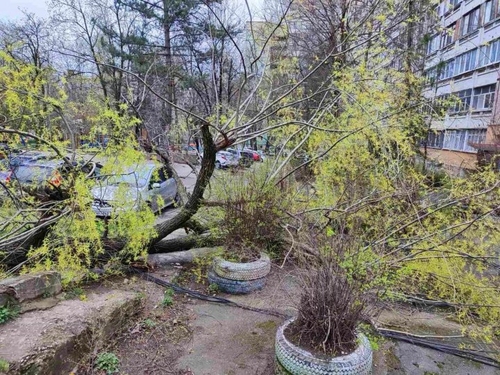 (VIDEO/FOTO) Vântul puternic face RAVAGII în Capitală: copaci doborâţi, maşini avariate şi acoperişuri smulse. APELUL Primăriei Chișinău