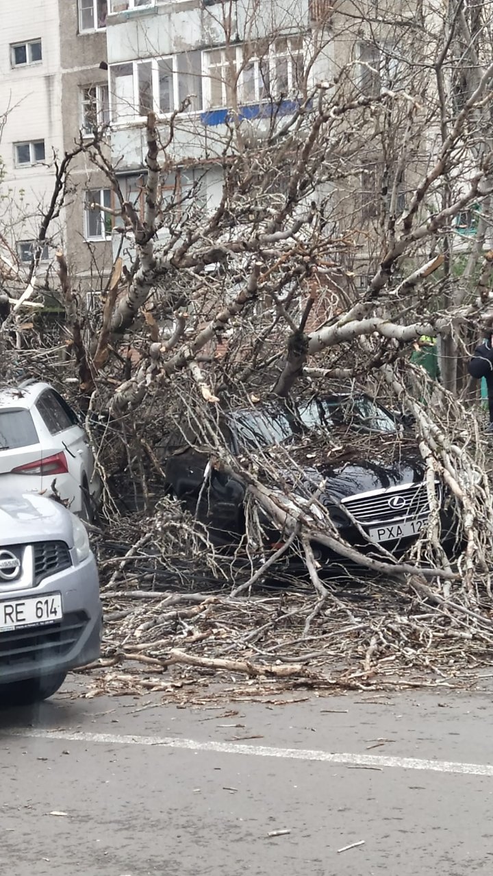 (VIDEO/FOTO) Vântul puternic face RAVAGII în Capitală: copaci doborâţi, maşini avariate şi acoperişuri smulse. APELUL Primăriei Chișinău