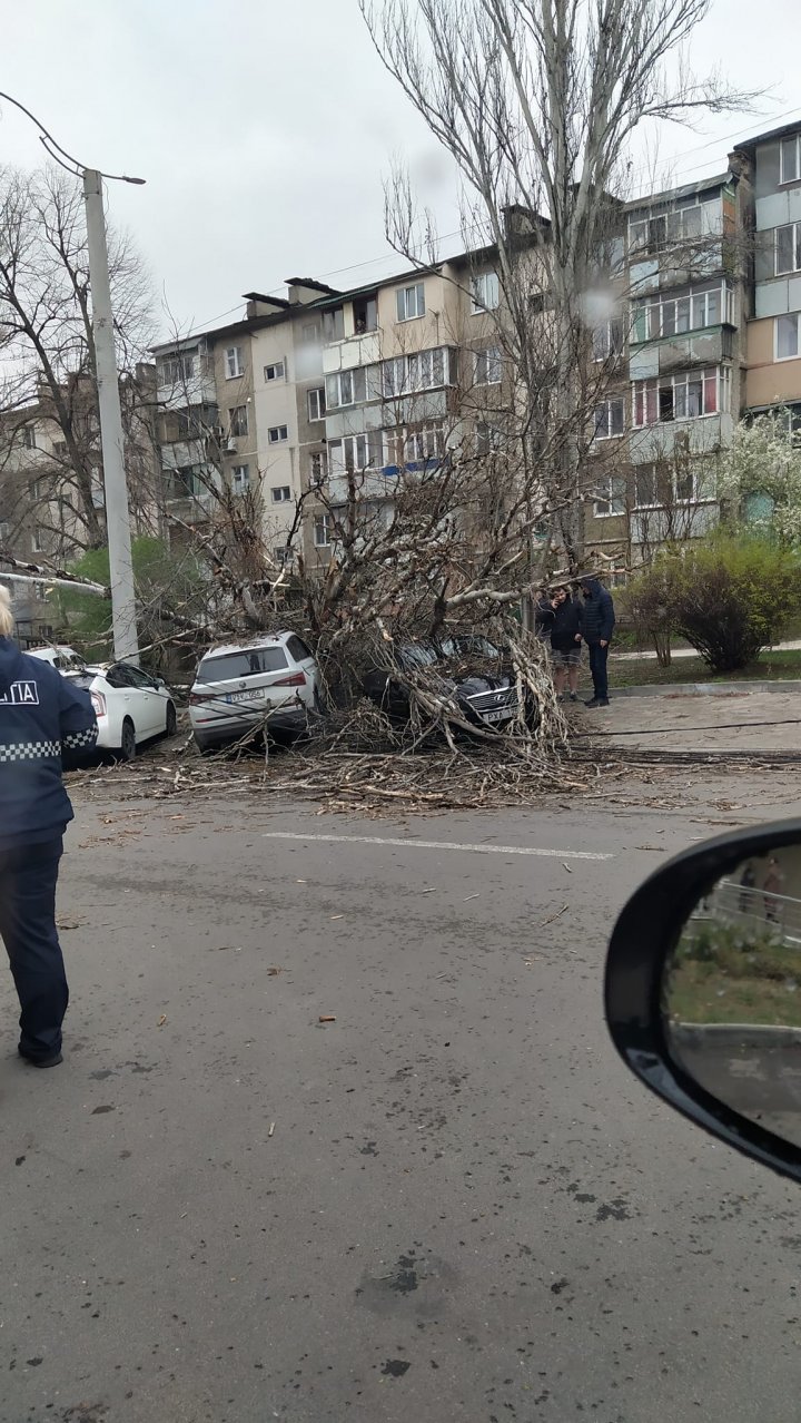 (VIDEO/FOTO) Vântul puternic face RAVAGII în Capitală: copaci doborâţi, maşini avariate şi acoperişuri smulse. APELUL Primăriei Chișinău