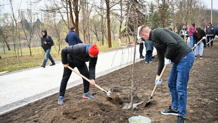 Un colț al Japoniei la Chișinău. Copaci de Sakura vor înflori în parcul La Izvor