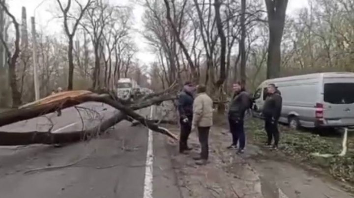 (VIDEO/FOTO) Vântul puternic face RAVAGII în Capitală: copaci doborâţi, maşini avariate şi acoperişuri smulse. APELUL Primăriei Chișinău