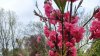 (VIDEO) Imagini de poveste la Grădina Botanică. Au înflorit copacii de Sakura
