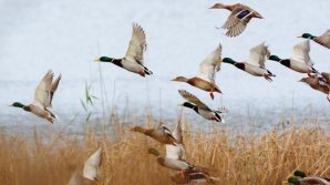 Recomandările ANSA pentru a preveni apariția gripei aviare. Ce trebuie să facă gospodarii în perioada de migrare a păsărilor sălbatice