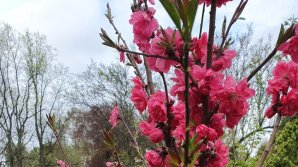 (VIDEO) Imagini de poveste la Grădina Botanică. Au înflorit copacii de Sakura