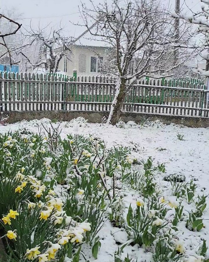 IARNĂ ÎN APRILIE. Zăpada s-a aşternut în mai multe localităţi din ţară (FOTO)