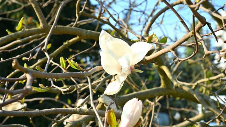 Spectacol de culoare şi miros în parcul Dendrariu din Capitală, au înflorit magnoliile(FOTO)