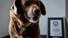 Bobi, cel mai bătrân câine din lume, a împlinit 31 de ani. Povestea patrupedului și cum arată (FOTO)