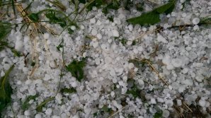 Furia naturii. La Soroca a plouat cu grindină cât bobul de mazăre (VIDEO)