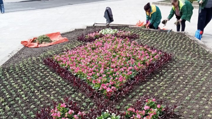 Verde și arome terapeutice în Capitală. În câteva zile tot orașul va fi în floare (FOTO)