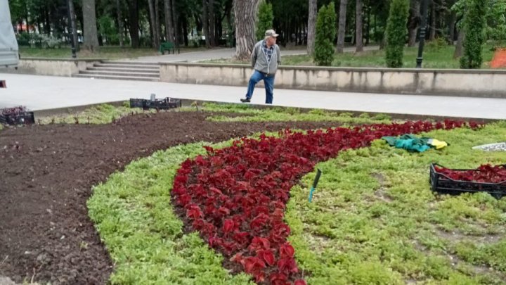 Verde și arome terapeutice în Capitală. În câteva zile tot orașul va fi în floare (FOTO)