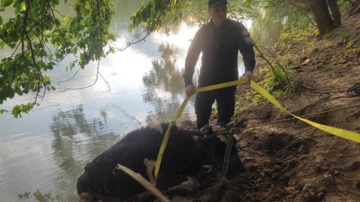 Misiune neobișnuită pentru salvatorii din Ungheni. O bovină de 500 de kg, la un pas să se înece în Prut