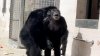 VIDEO Reacția emoționantă a unui cimpanzeu care vede pentru prima dată cerul 