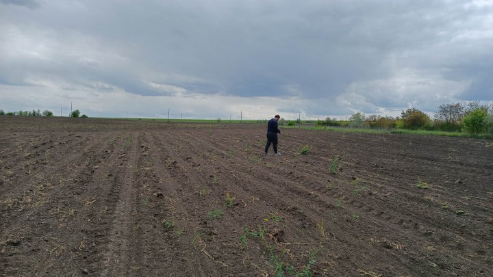Resturi de locuire atribuite culturii getice din sec. V-III înainte de Hristos, descoperite lângă Soroca (FOTO)