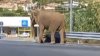 VIDEO VIRAL. Un elefant scăpat de la circ, surprins pe o autostradă din Italia. Se îndrepta spre un supermarket
