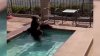 NO COMMENT! Cum se relaxează un urs în jacuzzi-ul unei case, pe caniculă (VIDEO)