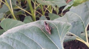 VIDEO Un agent economic sabotează combaterea lăcustei." Președintele Asociației "Forța Fermierilor" acuză ANSA de inacțiune