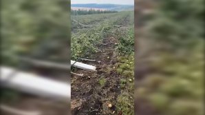 VIDEO Tablou sumbru în nordul țării. O livadă întreagă de mere a fost distrusă de intemperia de ieri 