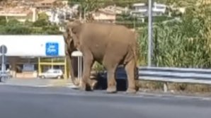 VIDEO VIRAL. Un elefant scăpat de la circ, surprins pe o autostradă din Italia. Se îndrepta spre un supermarket