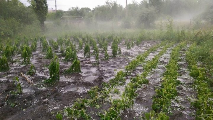 Hectare întregi cu culturi agricole, afectate