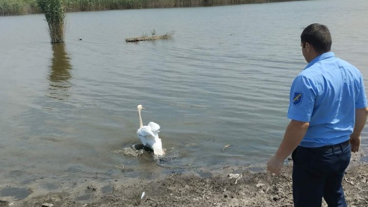 FOTO  MOMENT EMOȚIONANT! Au descoperit o lebădă ce părea a fi traumata și au apelat la veterinar. Unde a ajuns pasărea