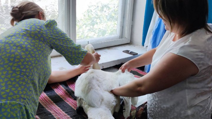 FOTO  MOMENT EMOȚIONANT! Au descoperit o lebădă ce părea a fi traumata și au apelat la veterinar. Unde a ajuns pasărea