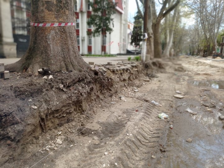 FOTO Inspectorii de mediu: Lucrările de reparație a trotuarelor au dăunat arborilor din centrul Capitalei. Organele de anchetă, sesizate