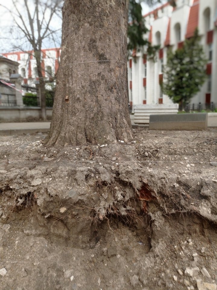 FOTO Inspectorii de mediu: Lucrările de reparație a trotuarelor au dăunat arborilor din centrul Capitalei. Organele de anchetă, sesizate