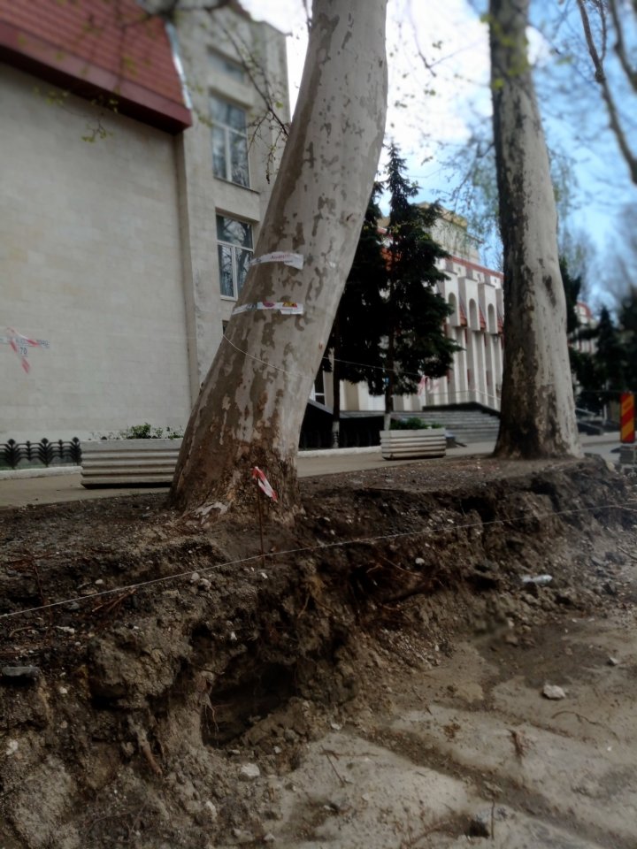 FOTO Inspectorii de mediu: Lucrările de reparație a trotuarelor au dăunat arborilor din centrul Capitalei. Organele de anchetă, sesizate