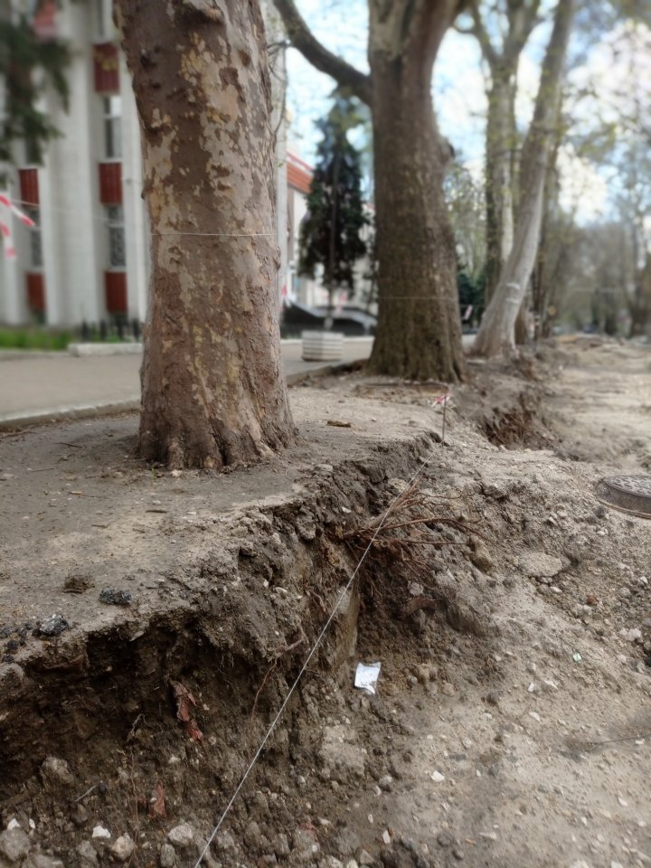 FOTO Inspectorii de mediu: Lucrările de reparație a trotuarelor au dăunat arborilor din centrul Capitalei. Organele de anchetă, sesizate