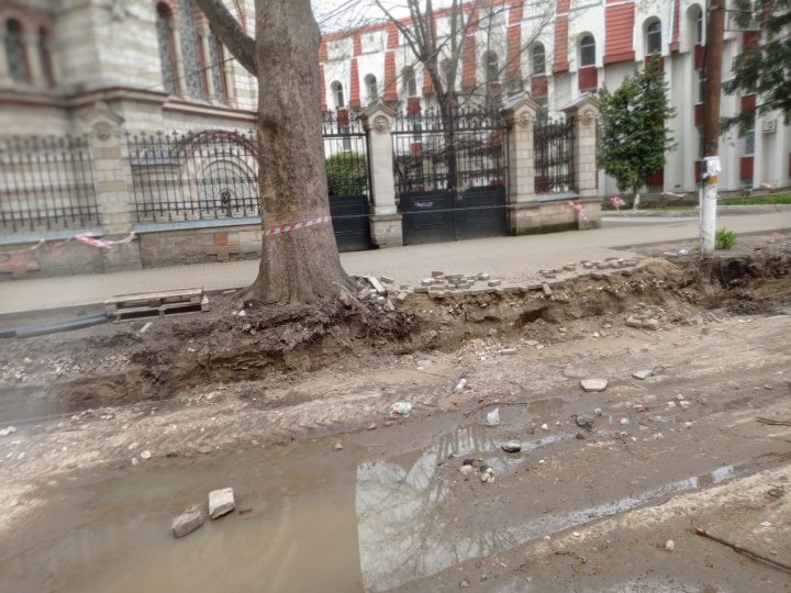 FOTO Inspectorii de mediu: Lucrările de reparație a trotuarelor au dăunat arborilor din centrul Capitalei. Organele de anchetă, sesizate