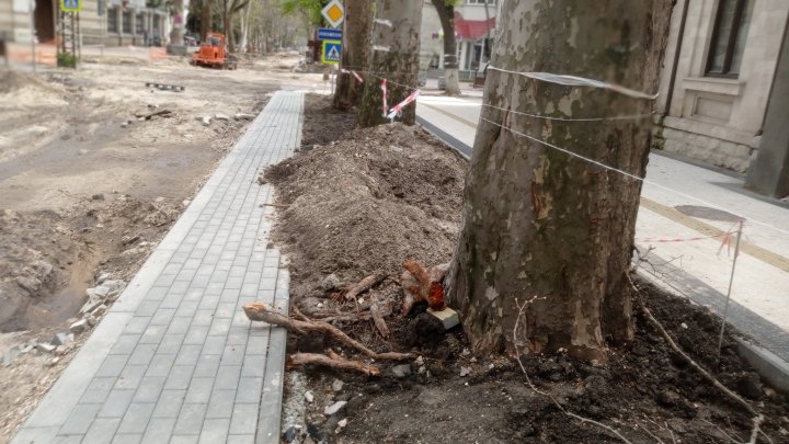 FOTO Inspectorii de mediu: Lucrările de reparație a trotuarelor au dăunat arborilor din centrul Capitalei. Organele de anchetă, sesizate