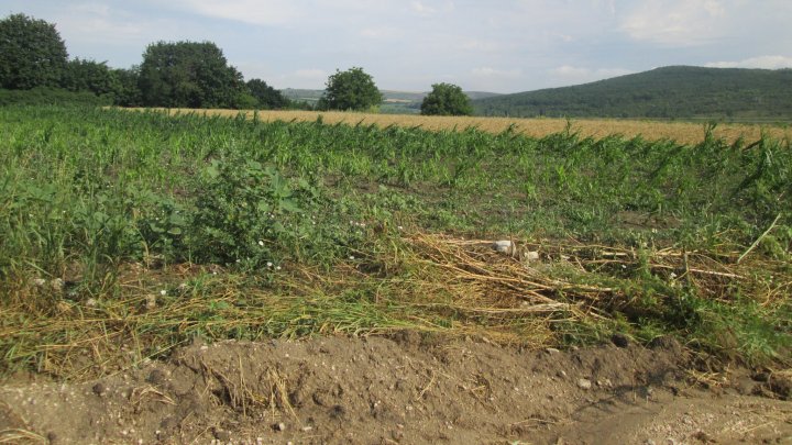 FOTO/VIDEO "Grindina era ca o cireaşă." Ploaia a făcut PRĂPĂD în raionul Călăraşi, a distrus grădini şi drumuri