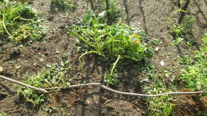 FOTO/VIDEO "Grindina era ca o cireaşă." Ploaia a făcut PRĂPĂD în raionul Călăraşi, a distrus grădini şi drumuri